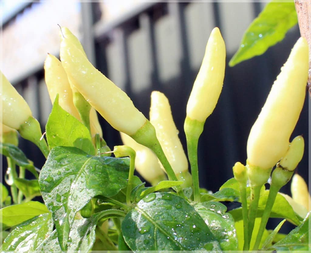 Buy OhhSome Vella Kanthari Bird'S Eye Chili (Capsicum Annuum) Chilli