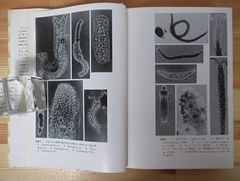 砂のすきまの生きものたち―間隙生物学入門 (1985年) Amazon.co.jp: T17絶版砂のすきまの生きものたち 間隙生物学入門
