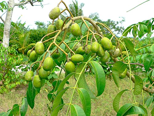 Spondias Dulcis (June Plums) Tropical Fruit Tree