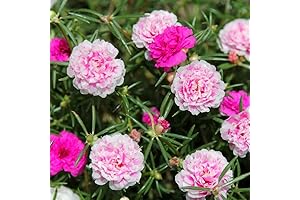 Double Flower Rose Moss Seeds, Perennial Garden Simple to Grow