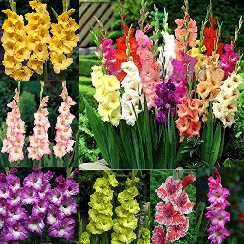 QHYDZ Garden-100pcs Rara Perenne Semillas Flores Gladiolus Gladiolo Interior de Multicolor, Planta Ornamental para Jardín Maceta Patio