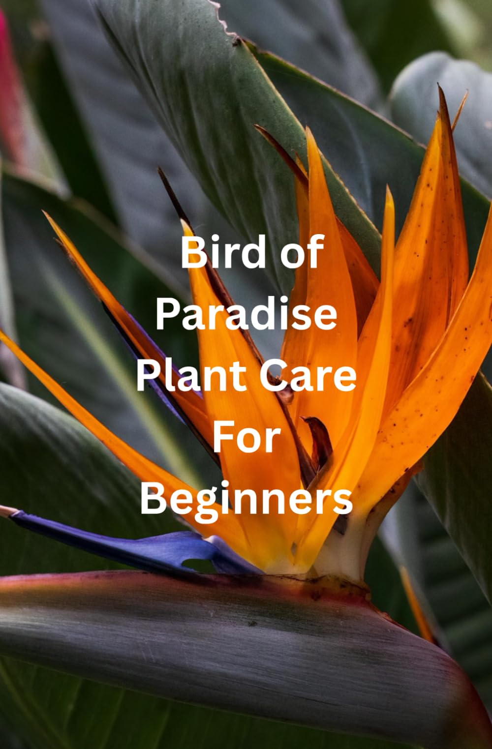 Bird of Paradise Plant Care For Beginners: From Pot to Paradise: A Beginner’s Journey to Thriving Bird of Paradise Plants