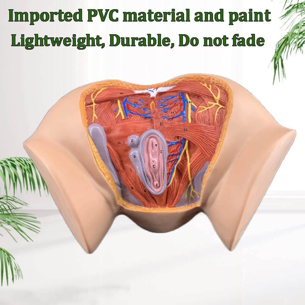 1 szt. Model anatomiczny kobiecego krocza w naturalnej wielkości – kolorowa pomoc dydaktyczna do nauki anatomii ginekologicznej w placówkach opieki zdrowotnej