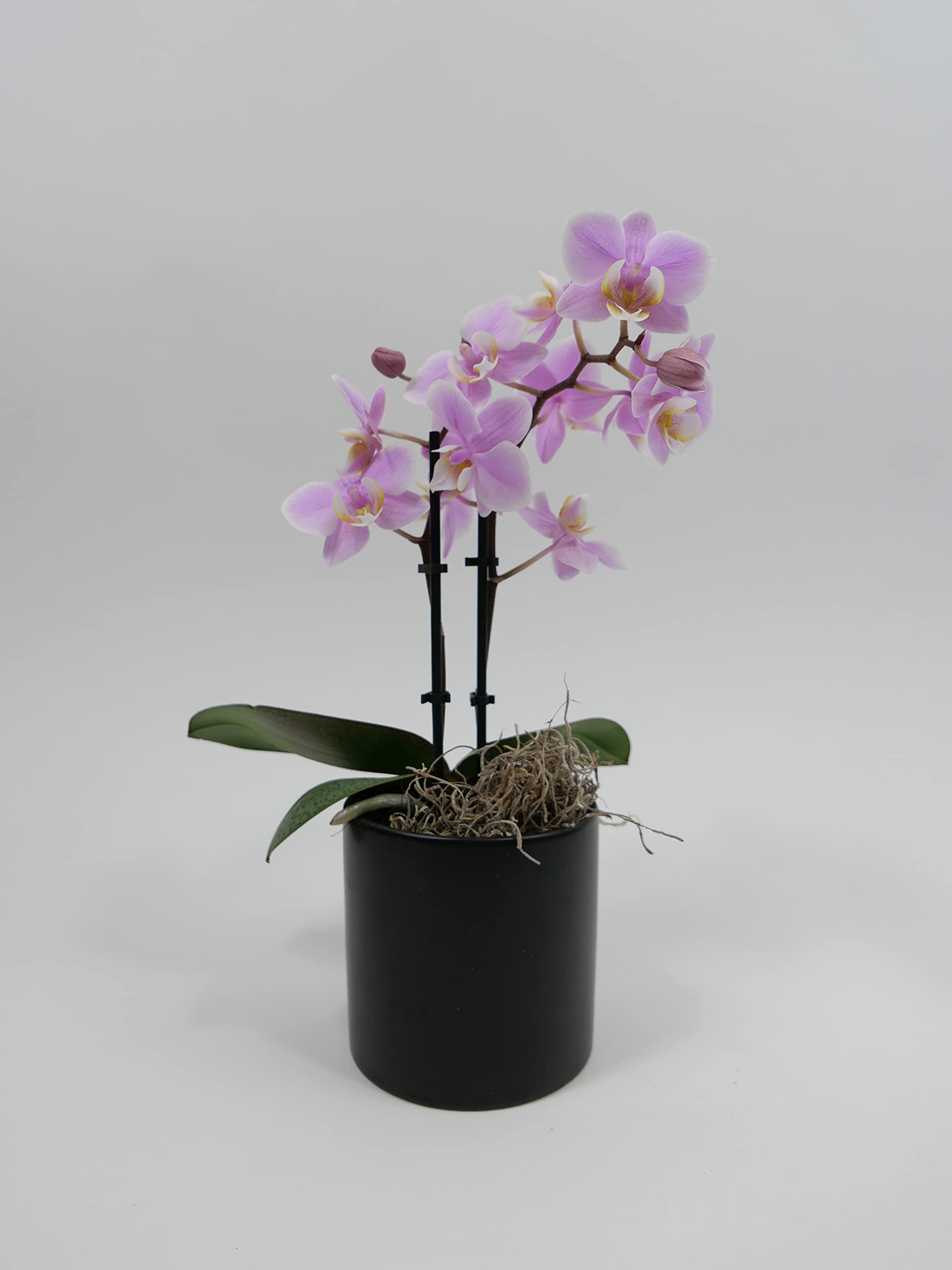 Athena's Garden Double Spike Phalaenopsis