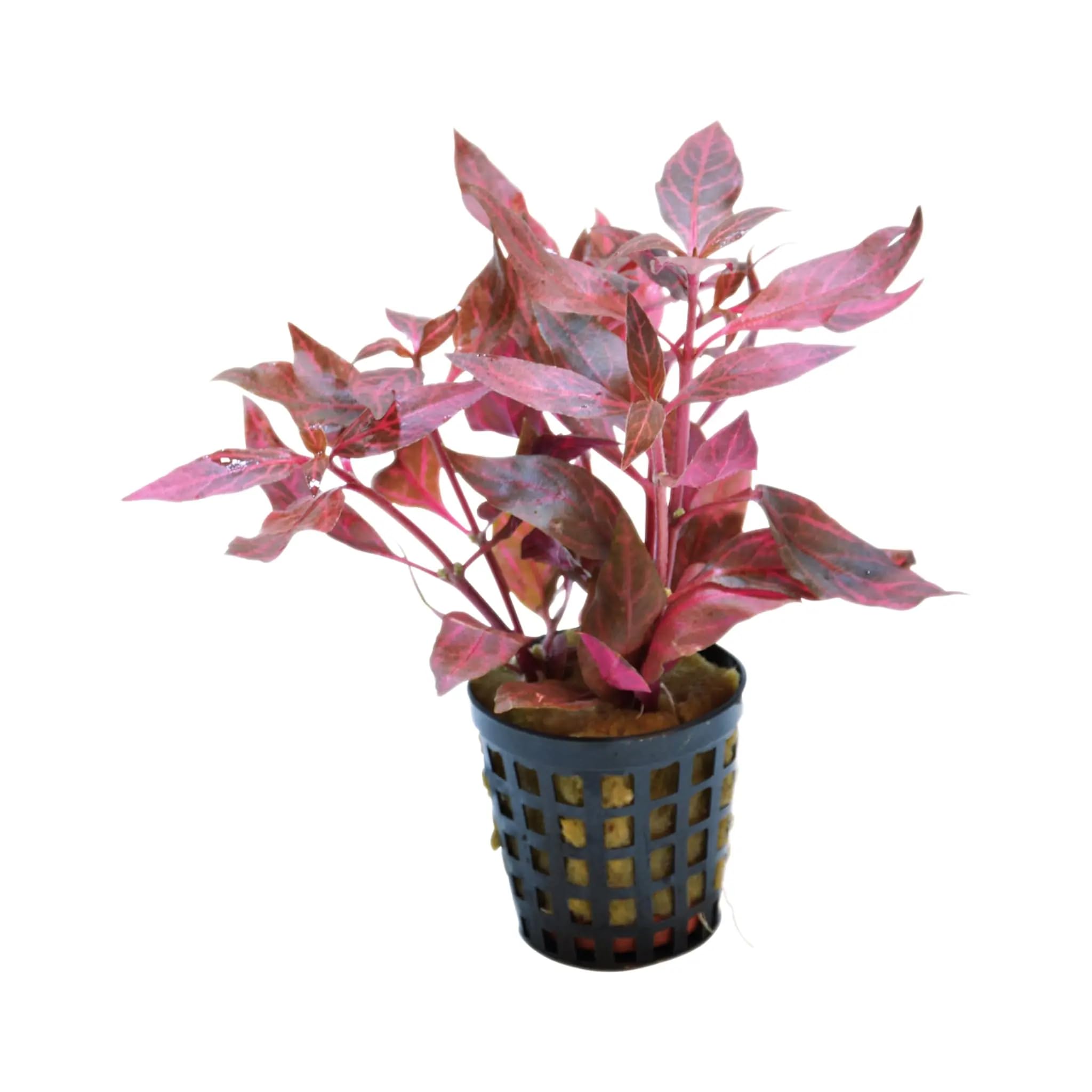 Aquafleur Alternanthera cardinalis Variegata