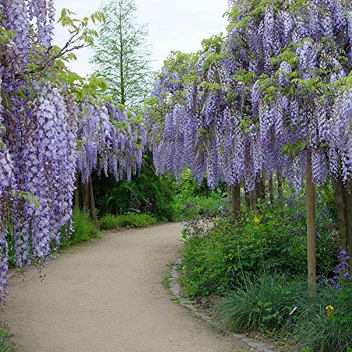 Wisteria Floribunda 'Multijuga' - Glyines 50-60 cm in a container :  Amazon.com.be: Garden