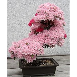 New Japanese bonsai semi 10pcs cherry colorful flowering of home plants and garden Beautiful Flowers: Only Seeds Not A Live Plants