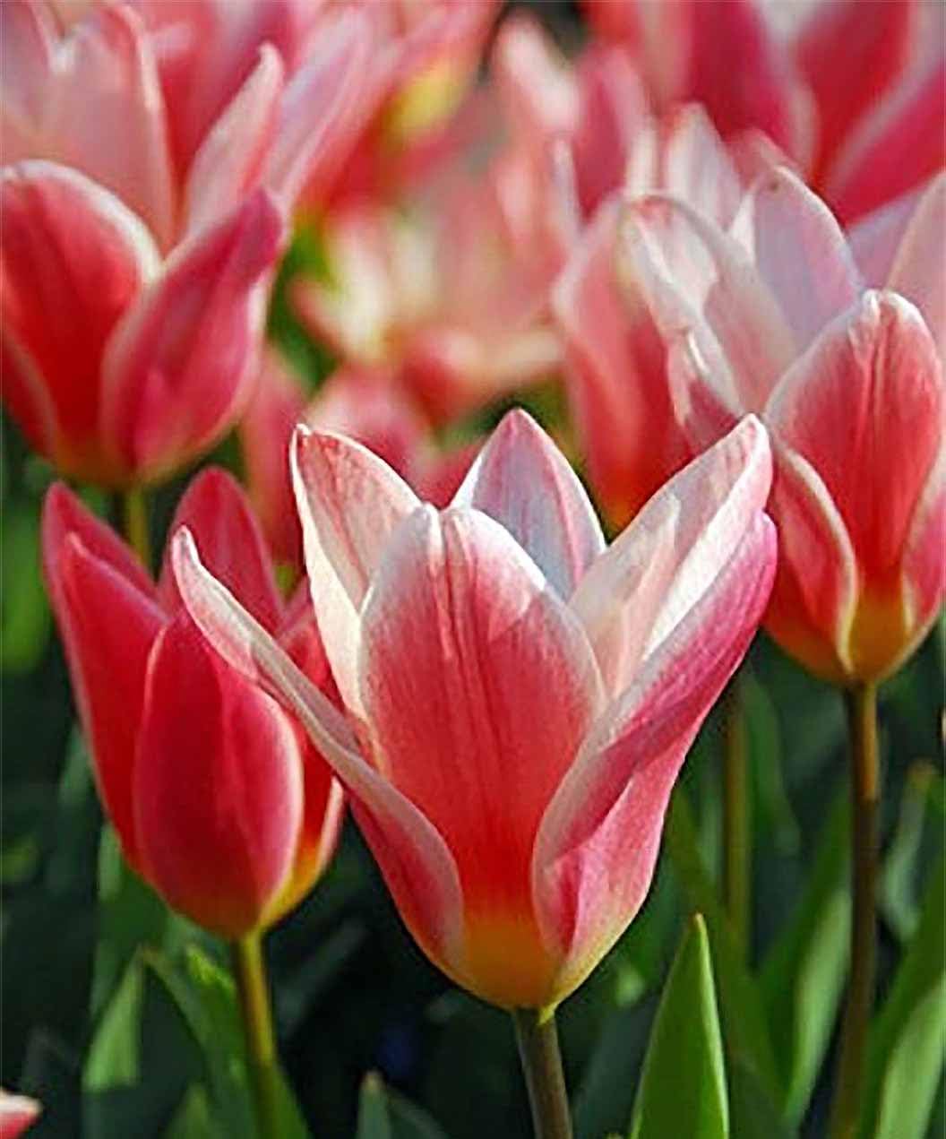 5 Heart's Delight Tulip Bulbs - an Early, Short, Kaufmannia Tulip 12" Tall - White and Red Flamed. Waterlily Tulip.
