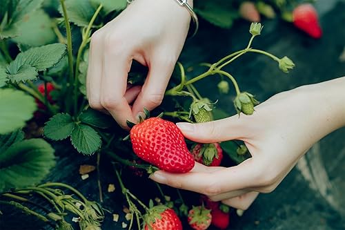 Miniatura 2 de Más de 2000 semillas de fresa rojas trepadoras hidropónicas de fresa dulce para plantar semillas de frutas tradicionales sin OMG