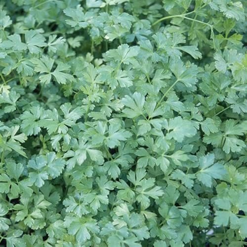 Parsley 'French' Petroselinum crispum 'French' (Flat Leaved Parsley) Herb - Culinary Kitchen Fresh Aromatic Herbs Easy to Grow Your Own by Park Farm Plants (Seed)