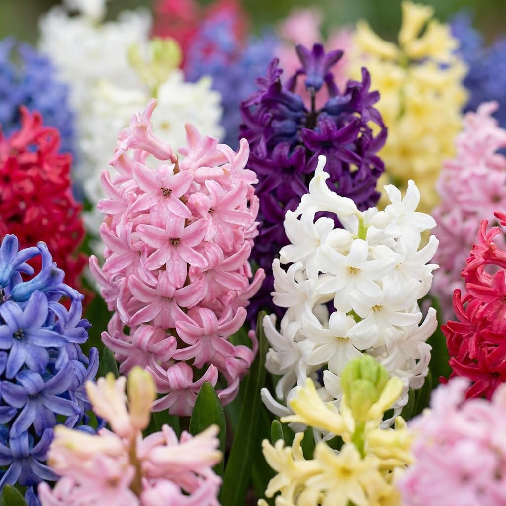 Green boutiQ - 80x Hyacinthus mix - Jacinthe en mélange - Divers - Floraison printanière - Calibre 14/15