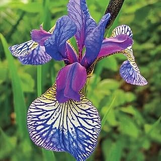 Elegant Bearded Iris Reticulata Bulb Assorted Colors - Easy to Grow Flower Bulbs/Roots/Rhizome (4 Rhizomes)