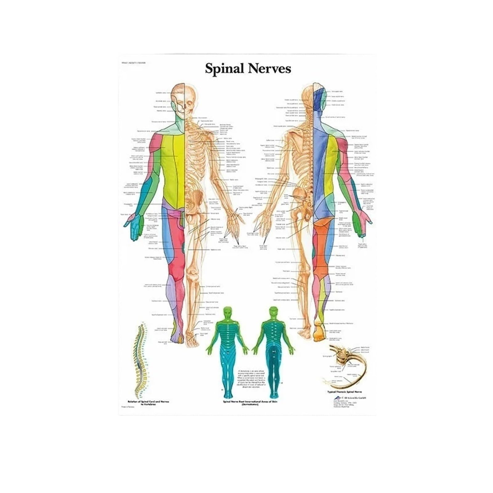 1pc Anatomia Ludzkiego Oka System Mięśni Plakat Medyczny Edukacyjny Mapa Ciała Wykres Artystyczny Wydruk Obrazu Na Płótnie Malarstwo Klinika Dekoracje Ścienne(Poster 19,20X30cm No Framed)