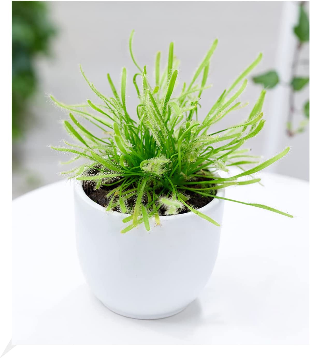 compo bio hochbeet- und gewächshauserde COMPO BIO Hochbeet- und Gewächshauserde torffrei kaufen main image 1