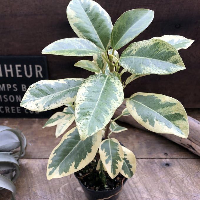 超希少　観葉植物　斑入り　フランスゴムの木　超美形　約73㌢　ルビキノーサ Amazon｜斑入りフランスゴムの木 希少 ルビギノーサ 観葉植物｜観葉