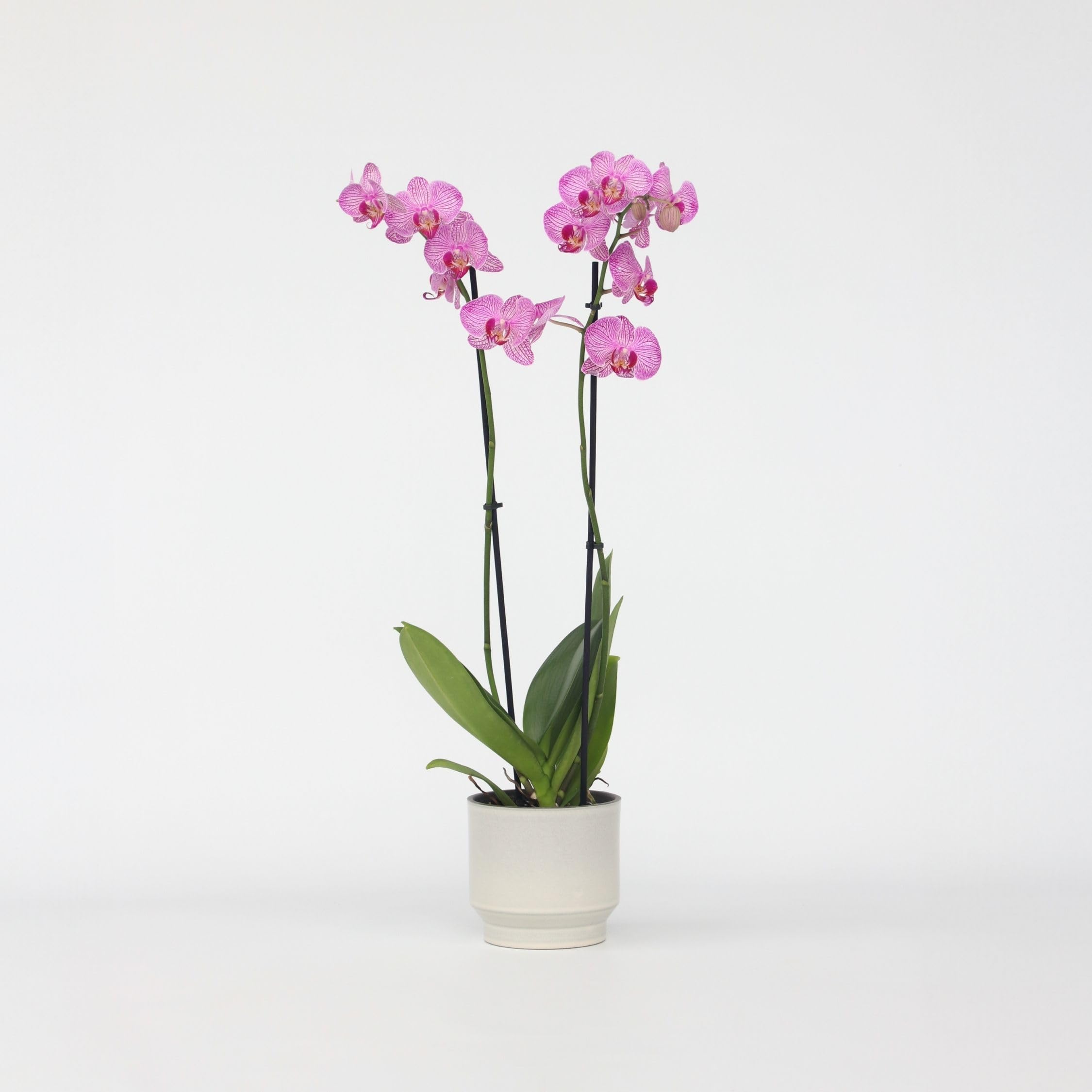 Plant in a Box - Phalaenopsis - Orchidée Pourpre - Plante d'intérieur à fleurs - Aime les chats - Pot 12cm - Hauteur 50-60cm