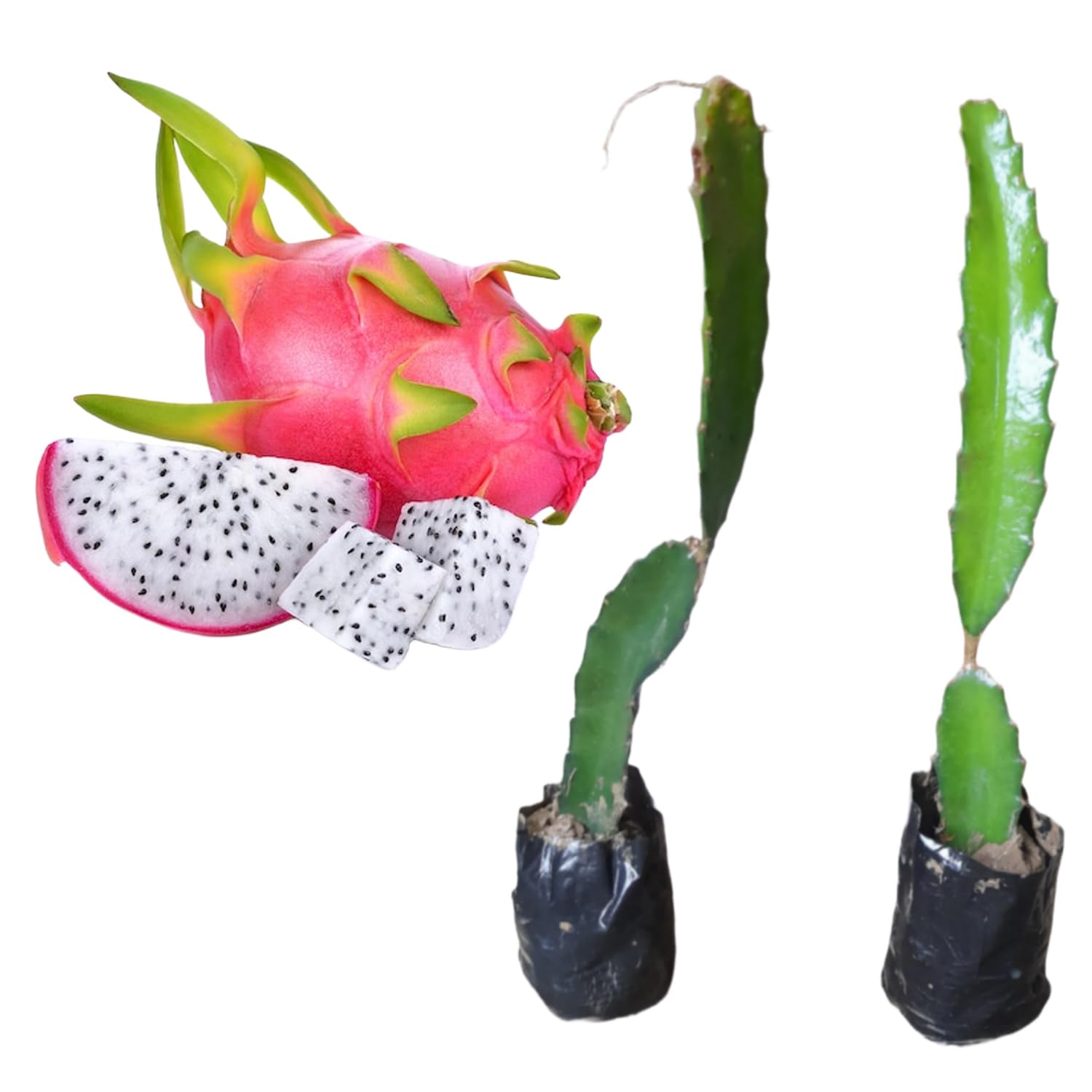 See full amazon price history chart for Dragon Fruit Plant Red Skin & White Flesh Variety 10" Inch Authentic Handpicked Live Plant Pack of 2 Dragon Fruit Plant Red Skin & White Flesh Variety 10" Inch Authentic Handpicked Live Plant Pack of 2 (B0CSYQ94F1) Amazon Price History, Amazon Price Tracker