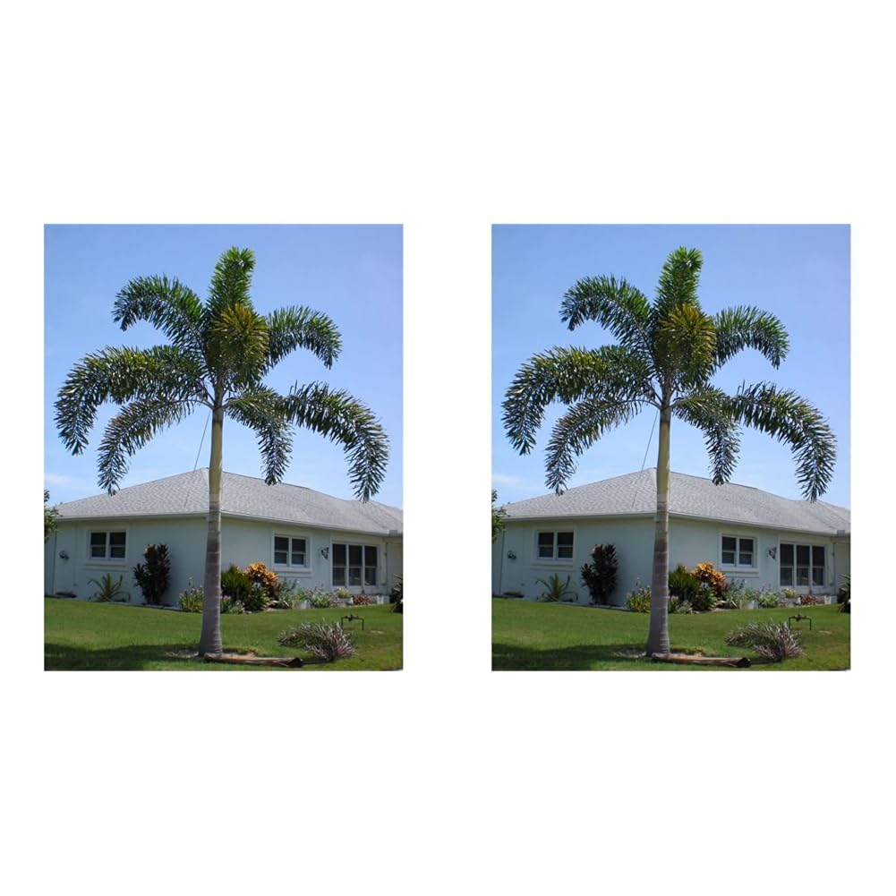 See full amazon price history chart for OhhSome Foxtail Palm (Wodyetia Bifurcata) Outdoor Plants For Home Garden Live (Healthy Live Plant) (Pack of 2) OhhSome Foxtail Palm (Wodyetia Bifurcata) Outdoor Plants For Home Garden Live (Healthy Live Plant) (Pack of 2) (B0D81C3NNX) Amazon Price History, Amazon Price Tracker
