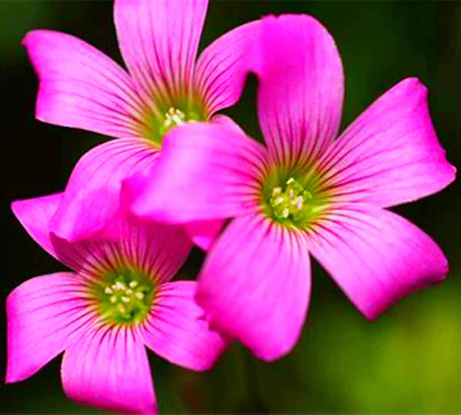 Amazon カタバミ の球根 ナチュラル ガーデニング ガーデンデコレーション 生きている緑の植物 絶妙な切り花 切り花 ハーディ レア 多年生植物 多年生植物 ガーデニング ガーデン シンプルな植栽 25バルブ ピンク 植物成長調整剤