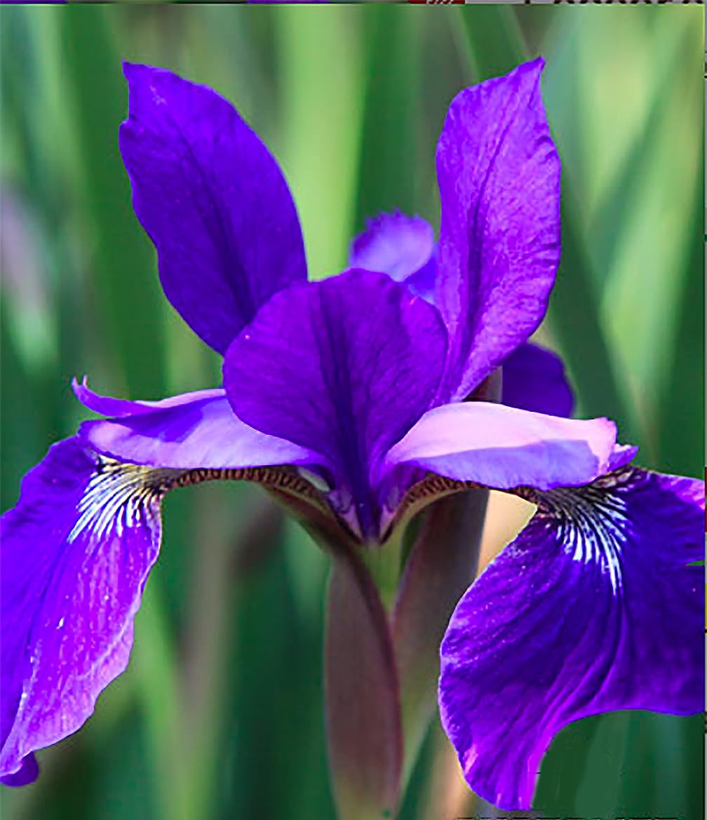 Caesar's Brother Siberian Iris - 1 Bare Root Plants