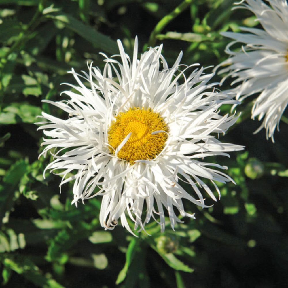 Leucanthemum ‘Crazy Daisy’ Garden Plant Hardy Perennial Flowering Garden Plants Easy to Grow Your Own 6X Plug Plants by Thompson and Morgan (6)