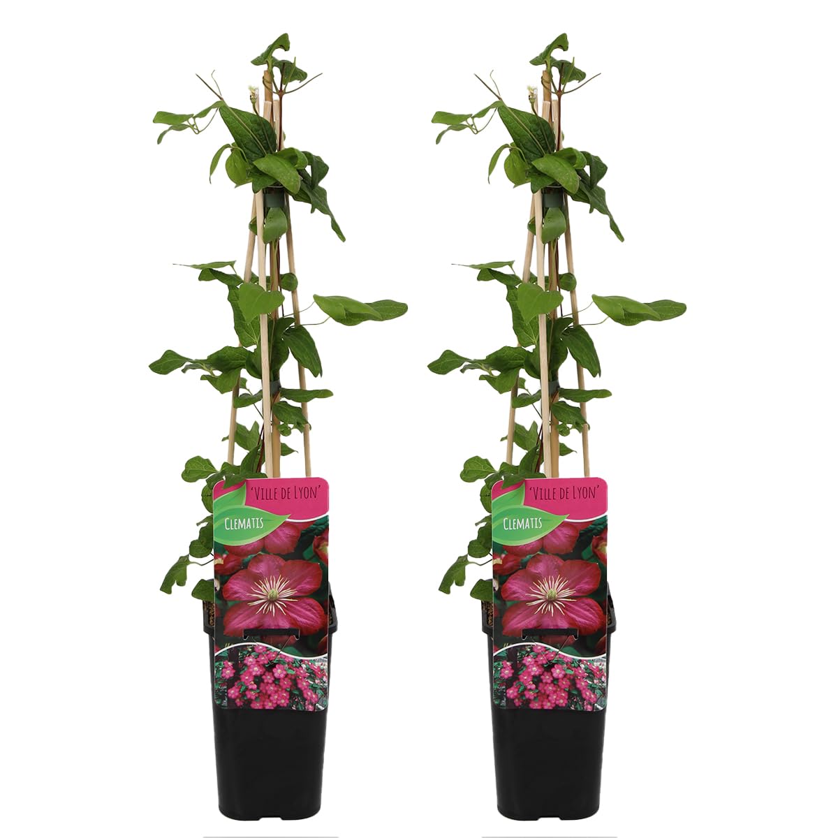 Bloomique - Set di 2 - Clematis ‘Ville de Lyon’ - Clematide - Rosa scuro - Rampicante - Resistente al freddo - Alte 50-70 cm - Vaso 15 cm