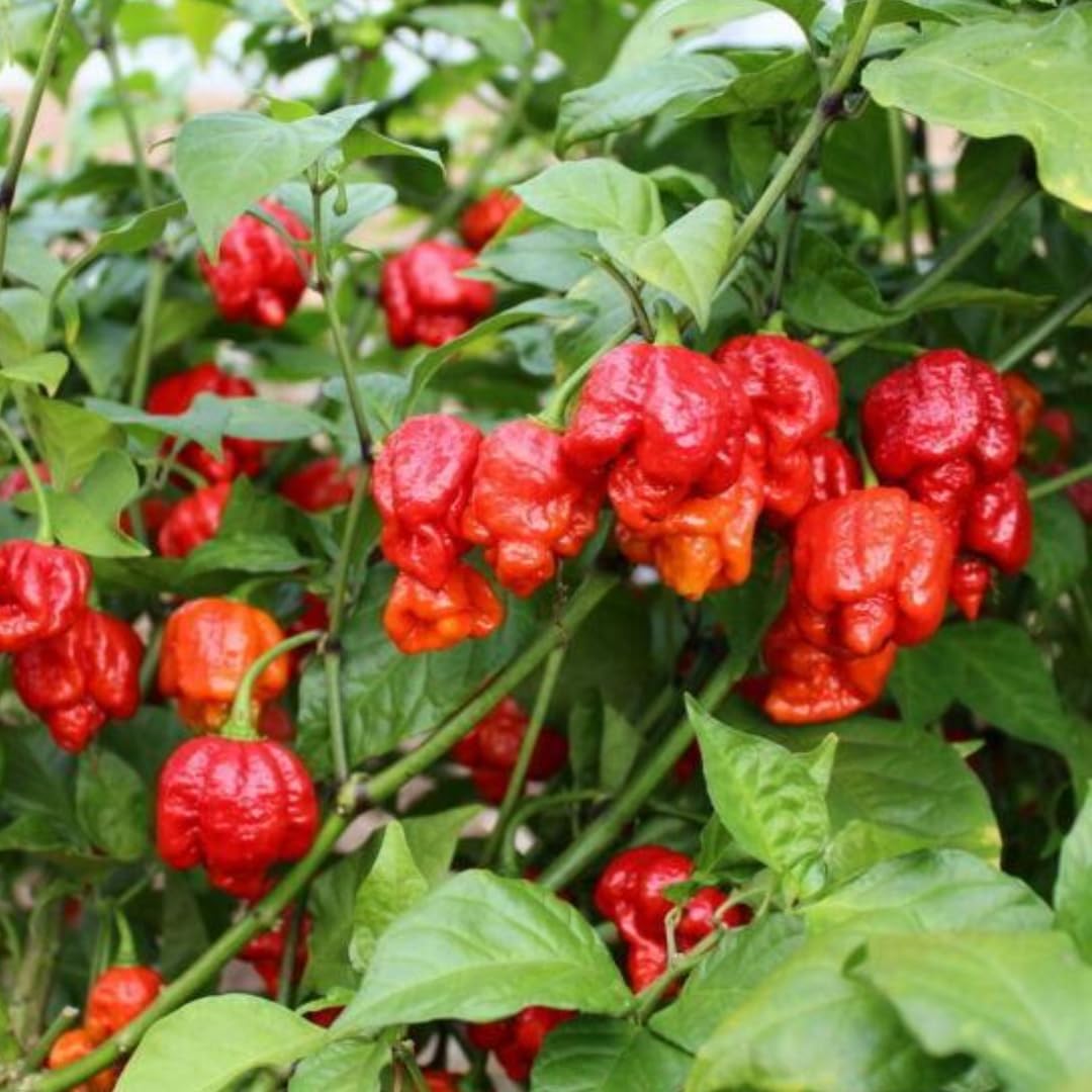 Set 4 Assorted Pepper Live Plants, 90 Days Old Super Pepper Live Plant for Summer Planting (Carolina Reaper Pepper)