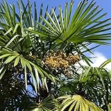 Palmensamen Winterhart, exotische gartenkräuter seltene gartenarbeit geschenk gartenpflanzen immergrüne winterhart grünpflanzen 50pcs