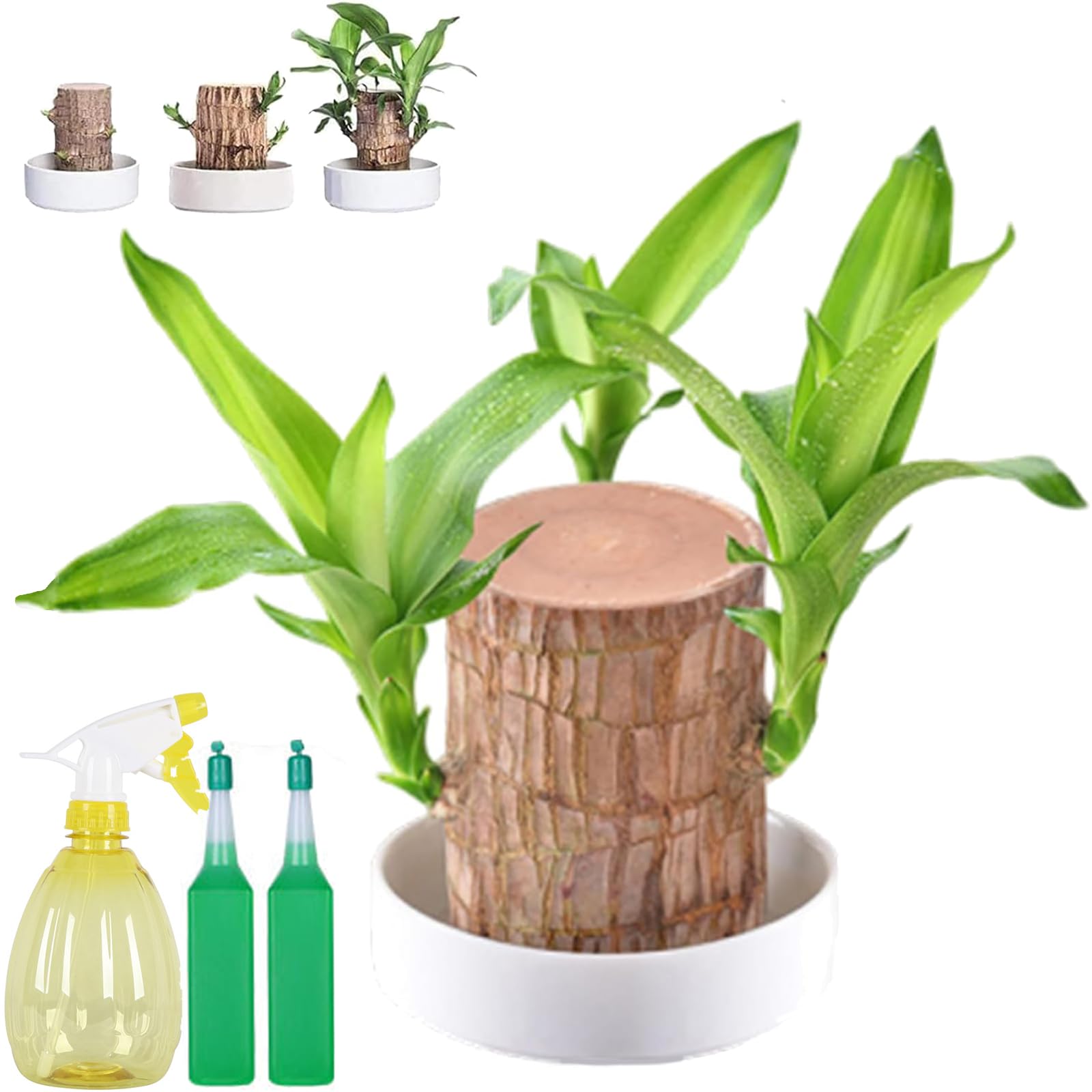 Brazilian Wood Plant, Brazil Lucky Wood, Hydroponic Indoor Air Purifying Bamboo with Decorative Monk Figurine for Home, Office, and Patio (A)