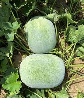 24 Seeds Wax Boy #2 F1 Winter Melon Seeds; Hybrid Round Ash Gourd;