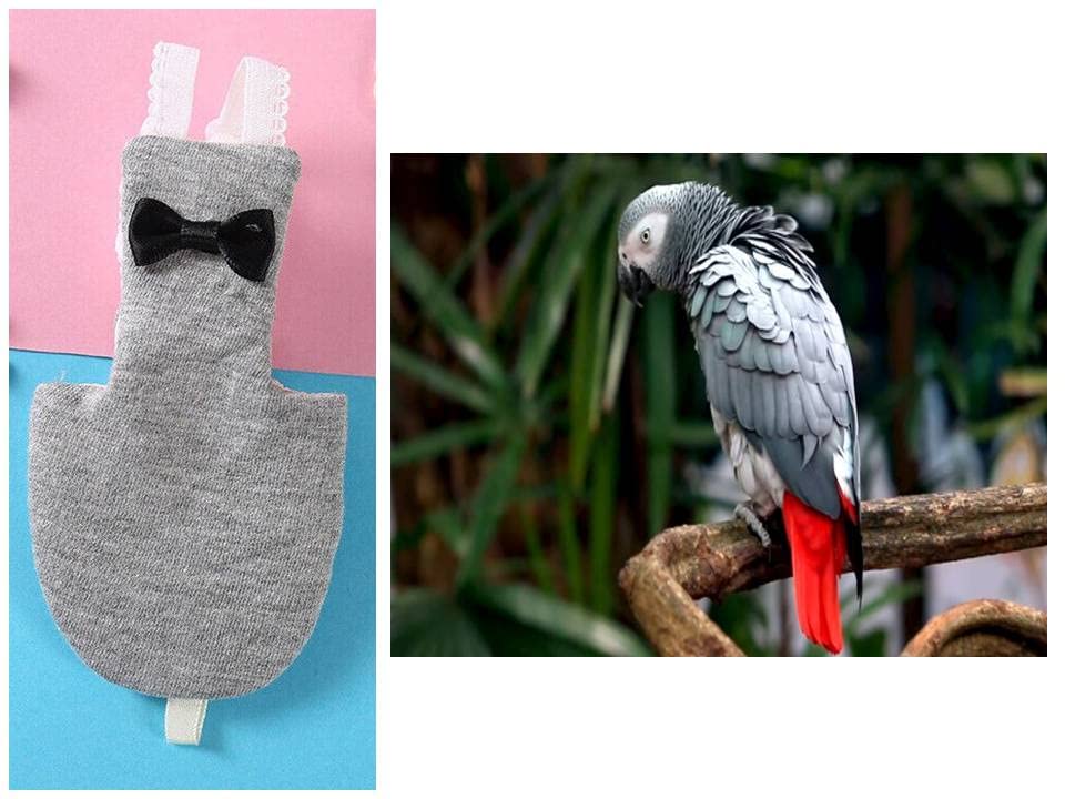 Birds Diaper - Good for Grey Parrot - 2 pcs (B0BG3GL5D2) Amazon Price History, Amazon Price Tracker