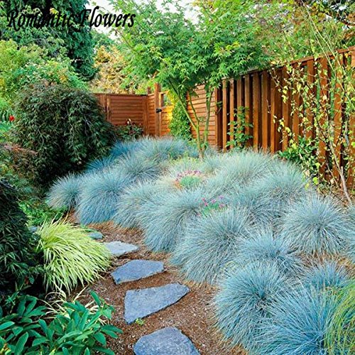 Blu Festuca Grass Seeds - (Festuca glauca) Perenne...