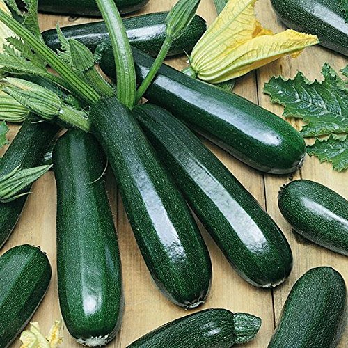 Squash Green Seeds Vegetable Hybrid Seeds for Home Garden for Planting (100 Seeds) By Zabbus-image-5