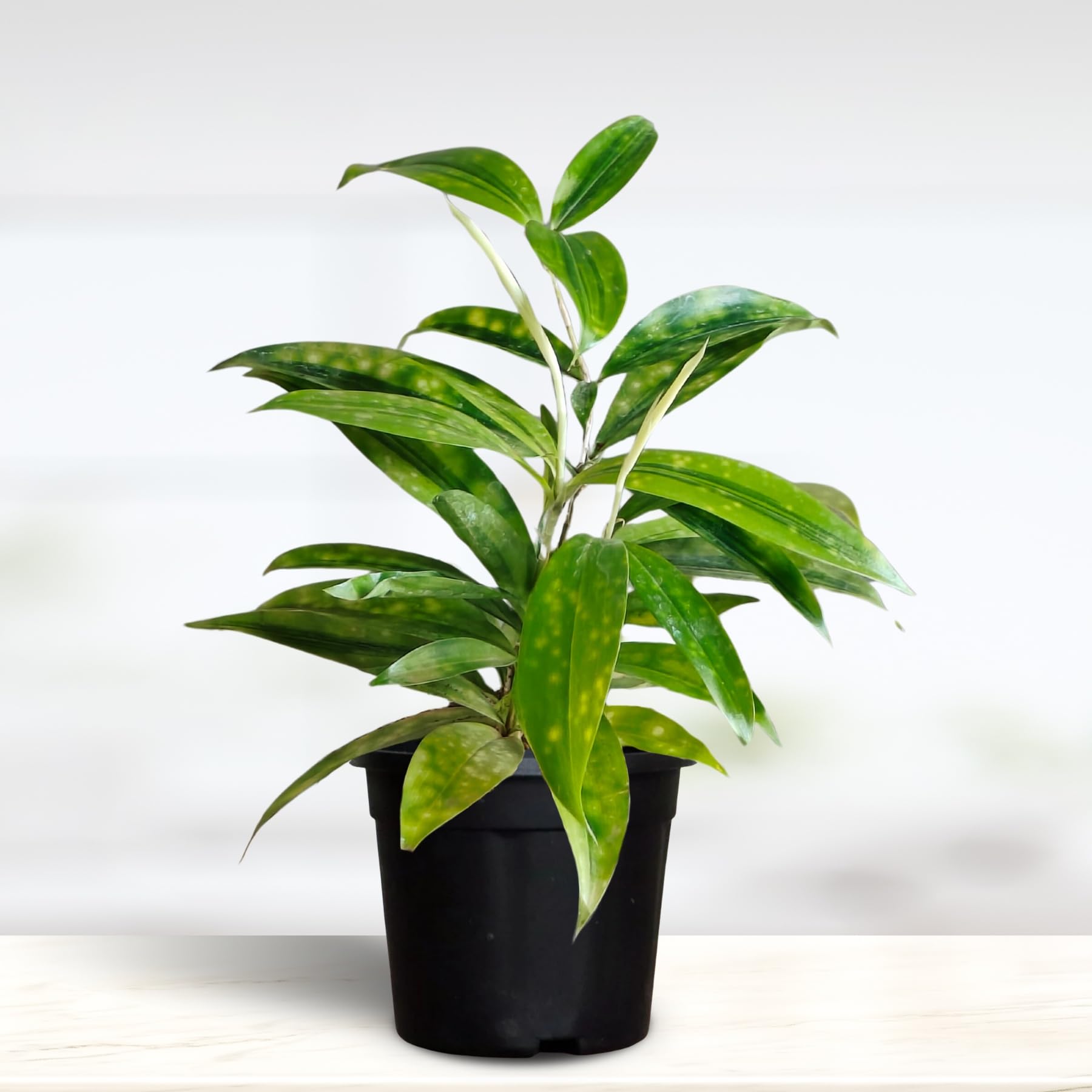 Greenkin Bamboo Plant | Bamboo Gold Dust Live Plant for home | indoor plants for living room | Lucky Plant-image-35