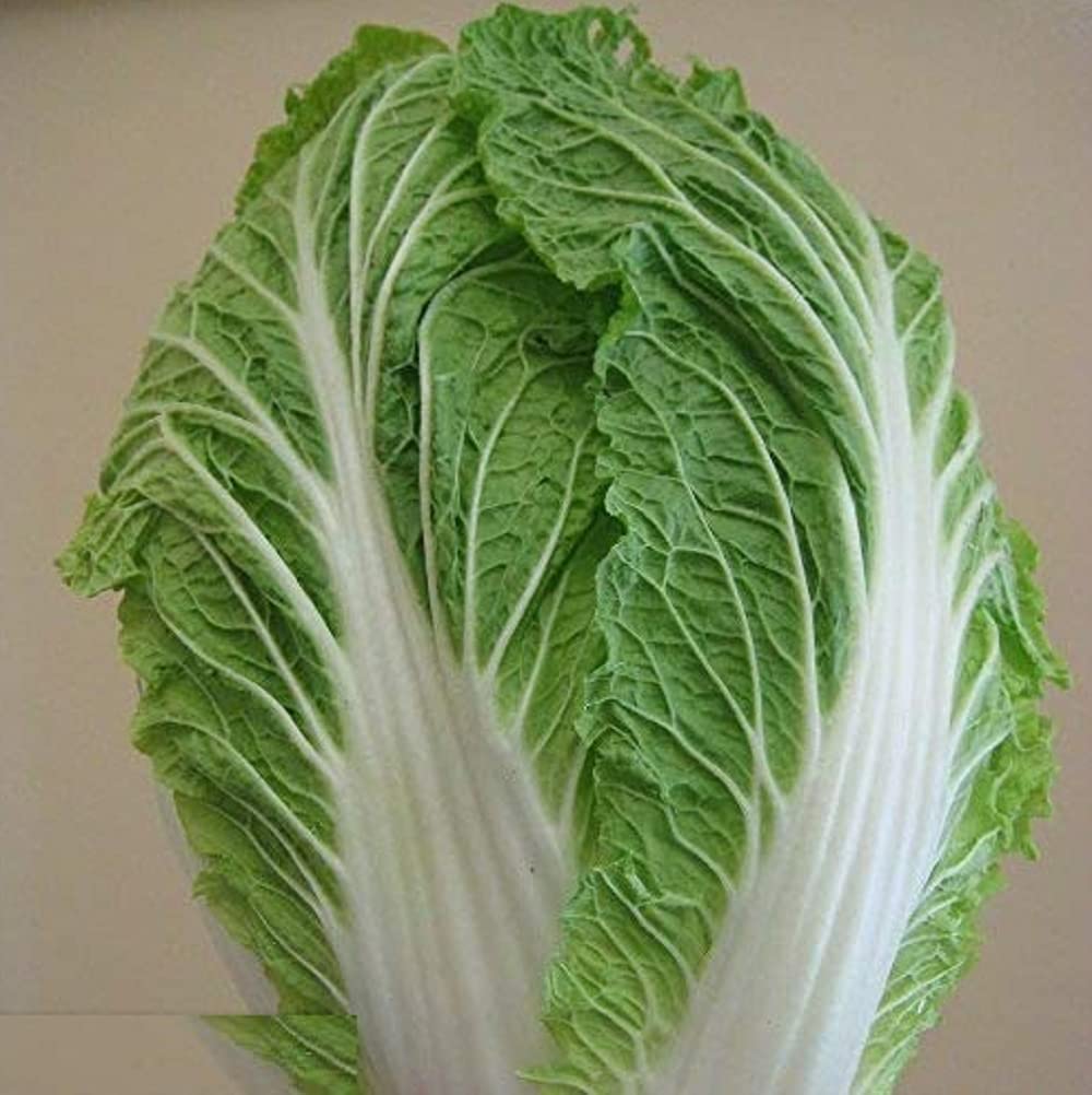Biocarve Seeds Chinese Cabbage - Pack of 50 Seeds (B01ASWMP9I) Amazon Price History, Amazon Price Tracker