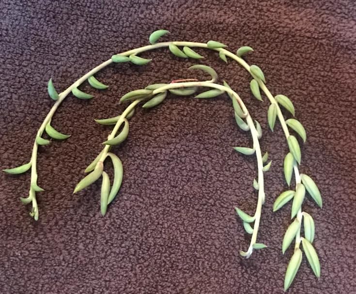Cypress String of Banana Live Succulent stem cuttings (5 Stem cuttings 15 cm each) -| Home Plants| Indoor| Gift Item| Home and Gardening Plants (Pack Of 5 Stem cuttings) (B0DDQ7PKJC) Amazon Price History, Amazon Price Tracker