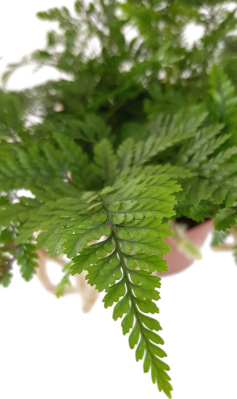 Humata tyermannii - exotischer Spinnenfarn oder Tarantelfarn genannt - außergewöhnliche Zimmerpflanze