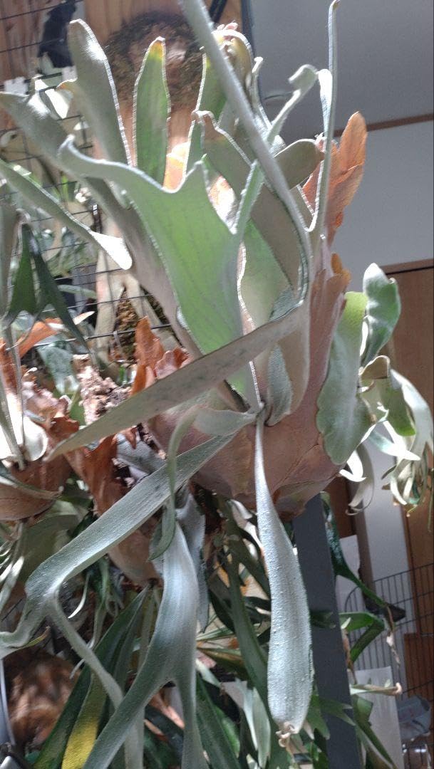 ビカクシダ スケキヨ 親株 P.Sukekiyo 【公式通販】