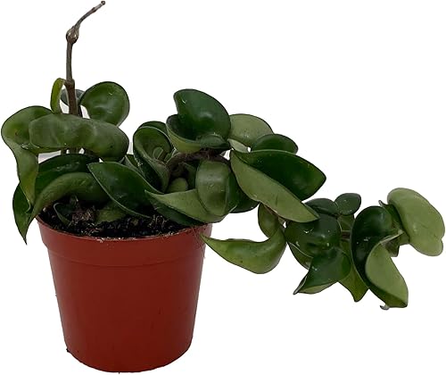 Miniatura 4 de Planta de cuerda hindú india - Hoya - Exótica/Fácil - Maceta de 4"