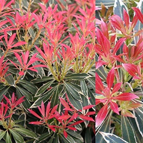 2 x Pieris Flaming Silver in 9cm Pots - Ready to Plant - Evergreen Shrubs