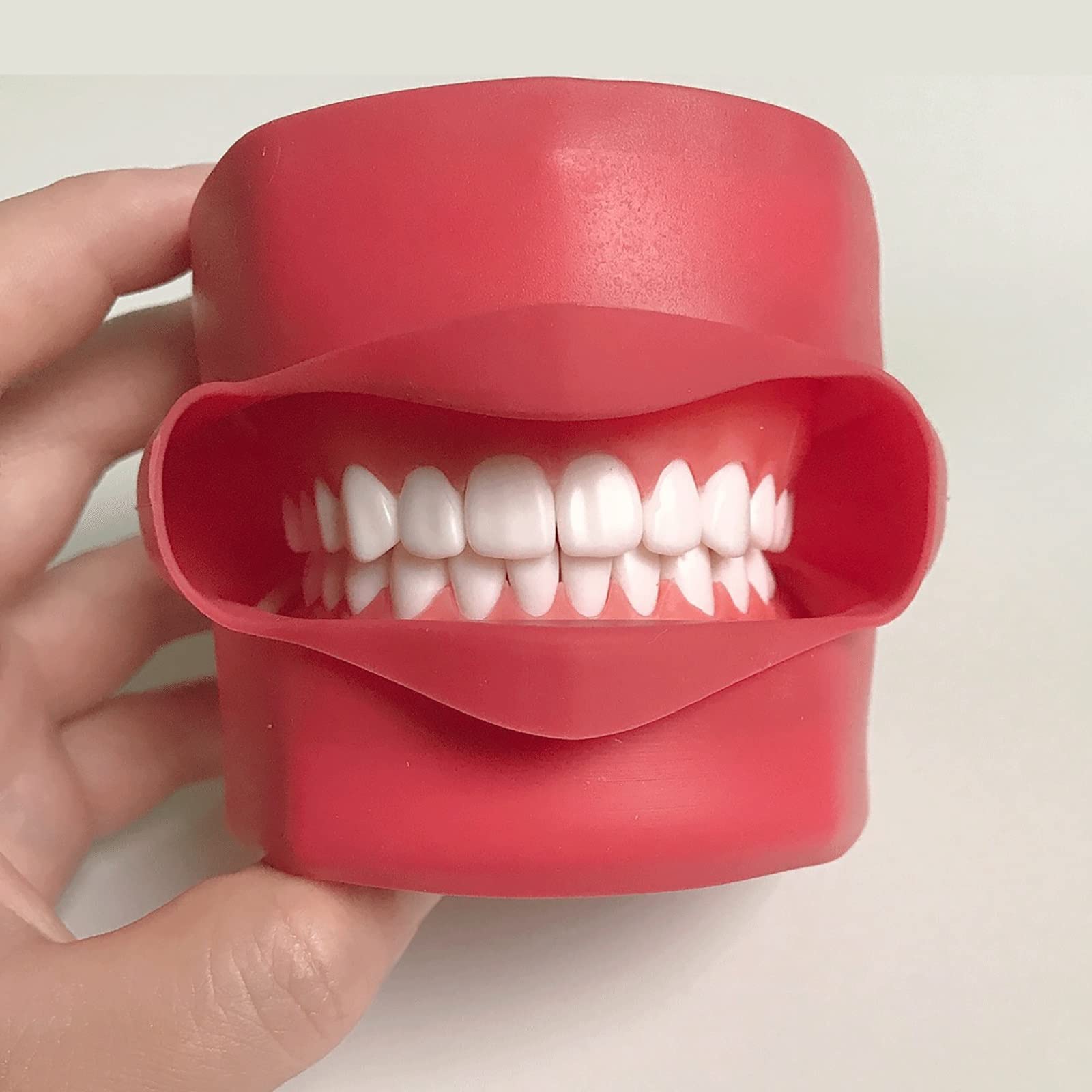 Modèle De Dents Dentaires, Modèle Orthodontique, Modèle D'Étude des Dents Dentaires avec Dents Amovibles pour l'enseignement Dentaire Et Médical.