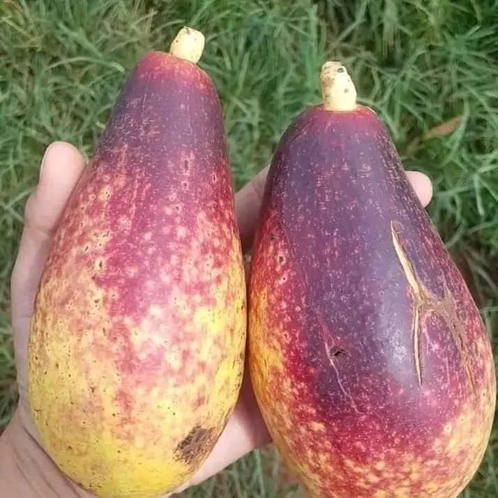 GreenWorld Special Portugal Variety Pink Avocado Plant,Unique Variety (GRAFTED) Hybrid & Healthy Live Plant,Fruit After 1 Year (B0CHZ9TXTH) Amazon Price History, Amazon Price Tracker
