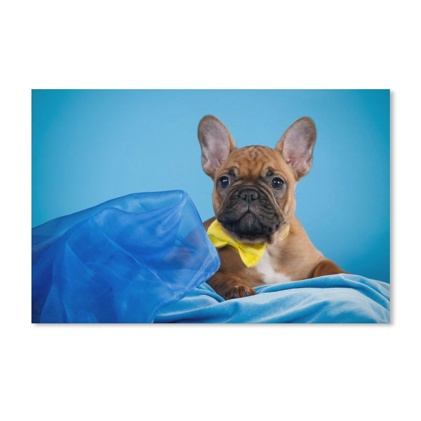 PGCKSK DIY Diamond Painting Set，French Bulldog Puppy，5D Diamond Art, Full Drill Crystal Rhinestones for Crafts Embroidery Kit, Wall Canvas Décor（40x40cm）-D62