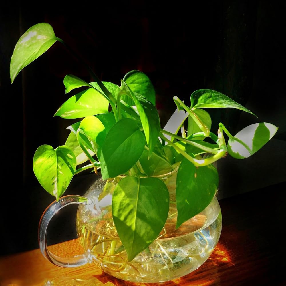 350 pcs efeutute zimmerpflanze samen, samen zimmerpflanzen, alte sorten  saatgut, Epipremnum aureum, garten geschenke fr frauen, planzen kruter  balkon, garten geschenk samen kruter, : Amazon.de: Garten