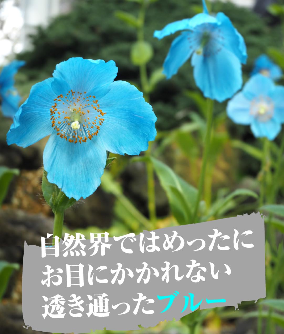 Amazon.co.jp: 種 花たね ヒマラヤの青いケシ (メコノプシス) 1袋（7粒