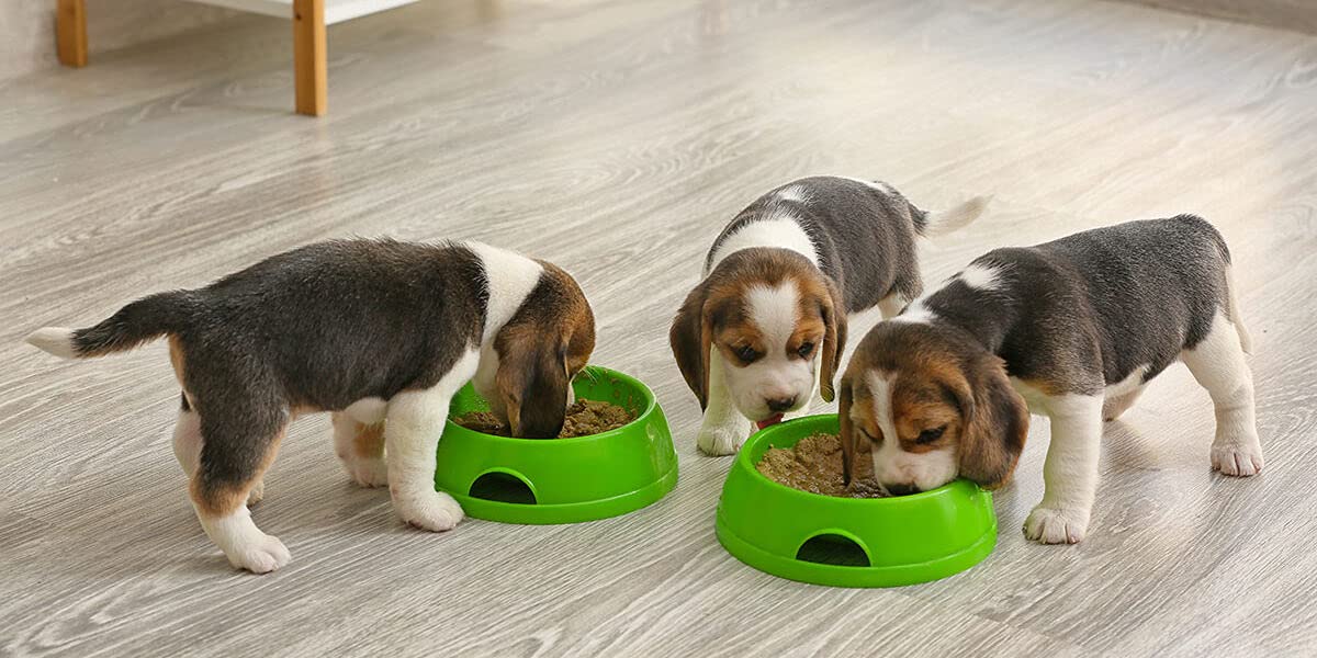 Pienso para Perros Cachorros, Razas pequeñas y Medianas Rico en Pollo Alimento seco para Perros 20 kg Canun Puppy Cachorros