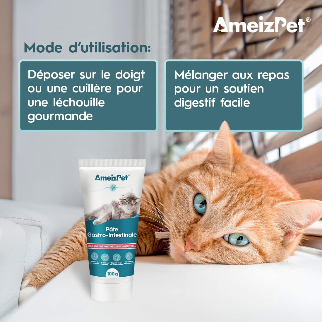 AmeizPet Pâte Gastro Intestinale pour Chats, Soutien Gastro Intestinal pour la Santé Intestinale et la Flore Intestinale, Complément Digestif pour Chats et Chatons, 100 g (3.53 Oz)
