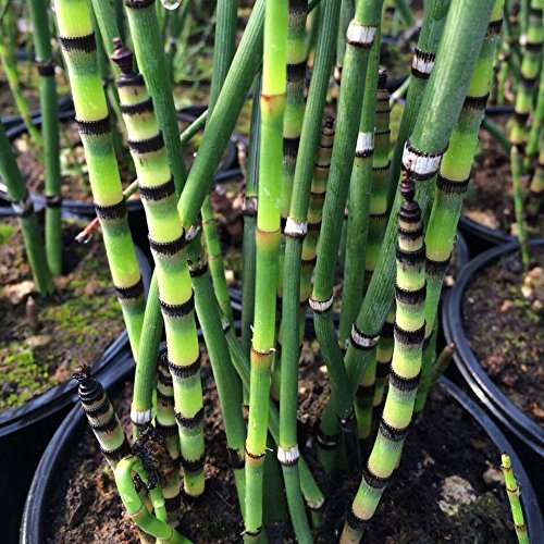 Equisetum robustum (Black Barred Horsetail)-None-7 cm