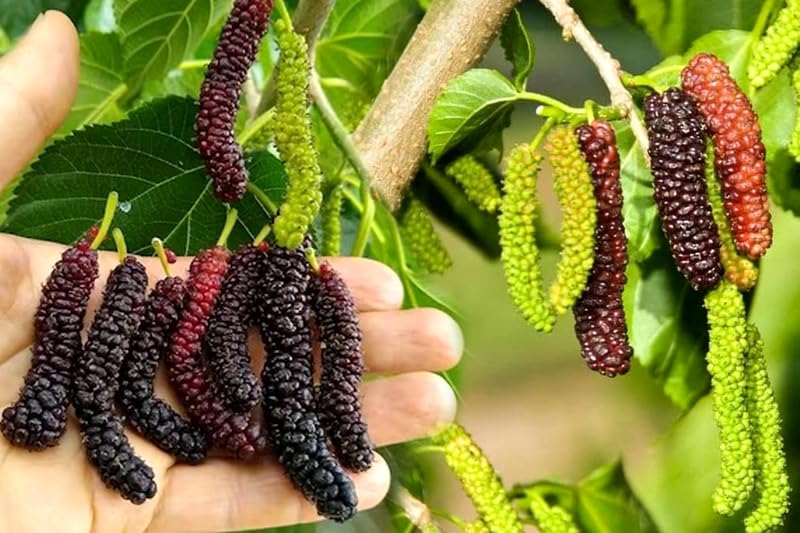 See full amazon price history chart for The Gifti ® Exotic Dwarf Long Mulberry Plant Morus Ever Bearing Fruit or Black Mulberry Healthy Live Plant For Home Gardening The Gifti ® Exotic Dwarf Long Mulberry Plant Morus Ever Bearing Fruit or Black Mulberry Healthy Live Plant For Home Gardening (B0BS1PBSPB) Amazon Price History, Amazon Price Tracker