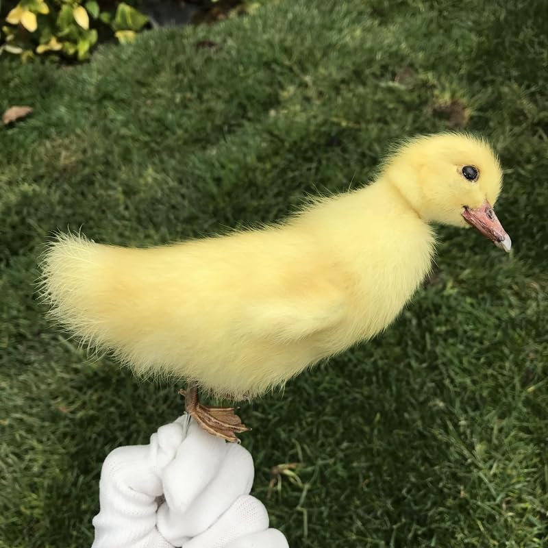 1pcs Taxidermy Stuffing Eurasian Young Duck Specimen Teaching/Decoration